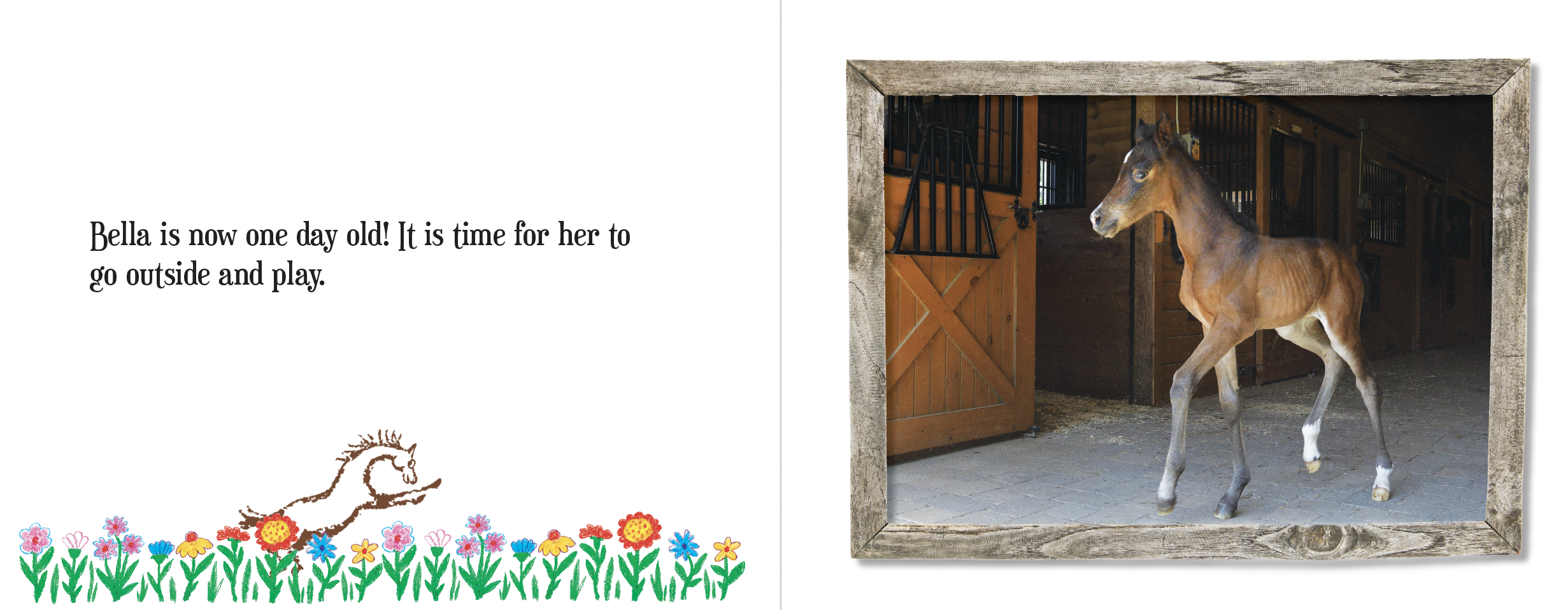 Baby Horse: A Foal's First Year — Willow Bend Publishing